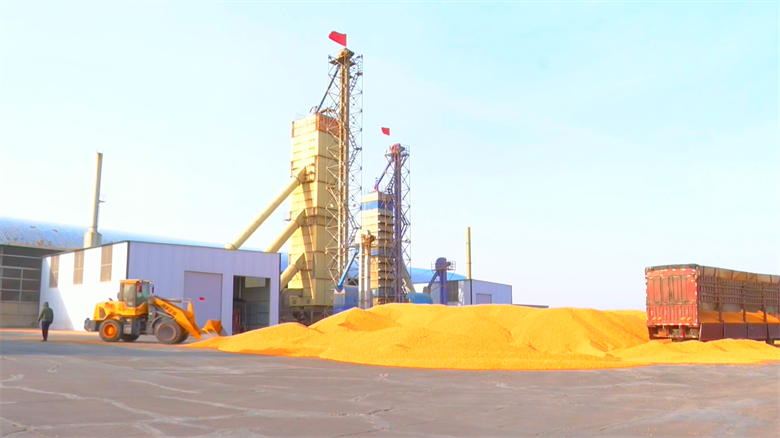 高臺 農產品“鏈”上深加工提身價，糧食加工煥發新活力